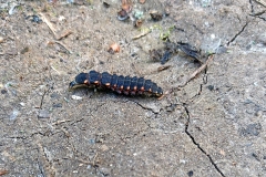 Common Glow-worm [Lampyris noctiluca]
