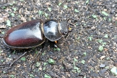 Stag Beetle [Lucanus cervus]