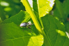Nettle Weevil [Phyllobius pomaceus]
