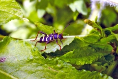 Wasp Beetle [Clytus arietis]