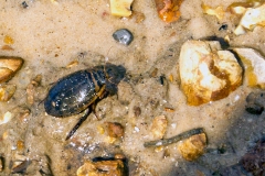 Lesser Diving Beetle [Acilius sulcatus]