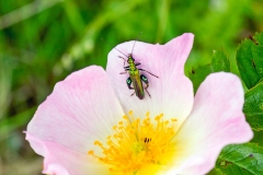 Thick-legged Flower Beetle [Oedemera nobilis]