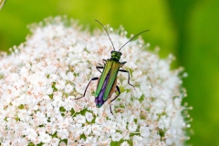 Thick-legged Flower Beetle [Oedemera nobilis]
