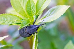 South American Palm Weevil [Rhynchophorus palmarum]