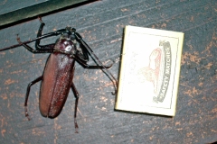 longhorn beetle [Macrotoma natala]