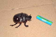 giant dung beetle [Heliocopris sp.]