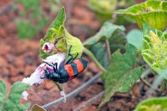 Two-banded Blister-beetle [Mylabris bifasciata]