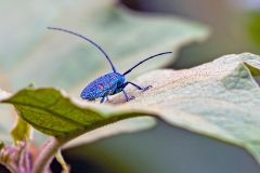 flat-faced longhorn beetle [Zographus regalis]