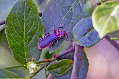 Rustic Sailor Beetle [Cantharis rustica]