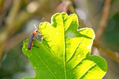 Soldier Beetle [Cantharis pellucida]