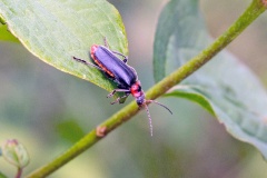 Rustic Sailor Beetle [Cantharis rustica]