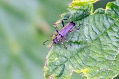 Common Grammoptera [Grammoptera ruficornis]
