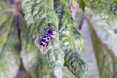 Wasp Beetle [Clytus arietis]