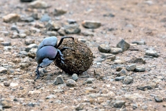 Giant Flattened Dung Beetle [Pachylomera femoralis]