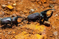 Centaurus Beetle [Augosoma centaurus]