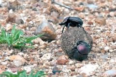 Diurnal Copper Dung Beetle [Kheper nigroeaneus?]