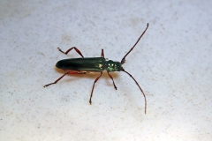 longhorn beetle
