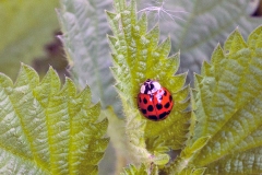 Harlequin Ladybird [Harmonia axyridis]