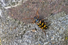Hornet Beetle [Leptura aurulenta]