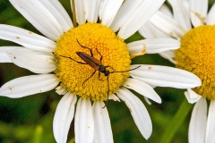 Black-striped Longhorn Beetle [Stenurella melanura]