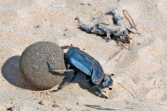 Giant Flattened Dung Beetle [Pachylomera femoralis]