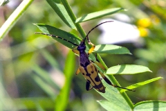 Spotted Longhorn [Rutpela maculata]