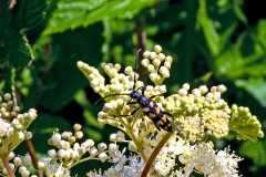 Four-banded Longhorn [Leptura quadrifasciata]