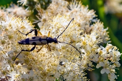 Spotted Longhorn [Rutpela maculata]