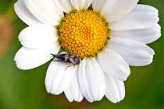tumbling flower beetle [Variimorda villosa]