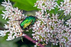 Rose Chafer [Cetonia aurata]