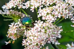 Rose Chafer [Cetonia aurata]