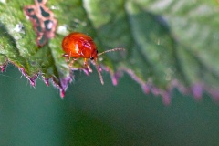 Artichoke Beetle [Sphaeroderma testaceum]