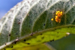 Seven-spot Ladybird [Coccinella septempunctata]
