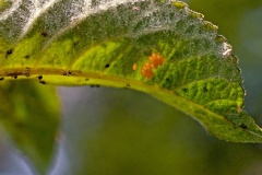Seven-spot Ladybird [Coccinella septempunctata]