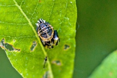 Harlequin Ladybird [Harmonia axyridis]