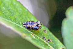 Harlequin Ladybird [Harmonia axyridis]