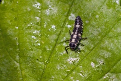 14-spotted Ladybird [Propylea quattuordecimpunctata]