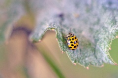 22-spot Ladybird [Psyllobora vigintiduopunctata]