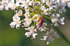 tumbling flower beetle [Mordellistena neuwaldeggiana]