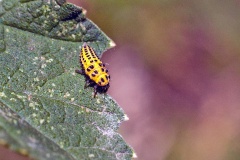 22-spot Ladybird [Psyllobora vigintiduopunctata]