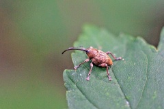 Acorn Weevil [Curculio glandium]