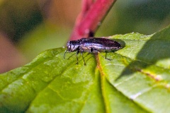 Oak Borer [Agrilus angustulus]