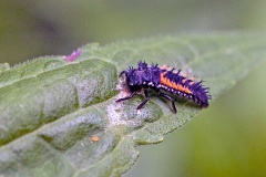 Harlequin Ladybird [Harmonia axyridis]