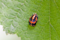 Harlequin Ladybird [Harmonia axyridis]