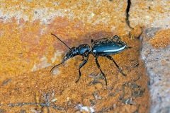 Twospot Ground Beetle [Anthia omoplata]