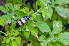 CMR Blister Beetle [Hycleus oculatus]
