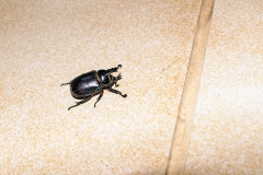 Fork-horned Rhino Beetle [Cyphonistes vallatus]