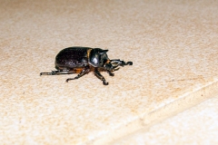 Fork-horned Rhino Beetle [Cyphonistes vallatus]