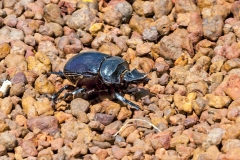 giant dung beetle [Heliocopris sp.]