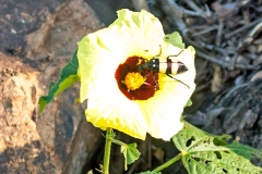 CMR Blister Beetle [Hycleus oculatus]